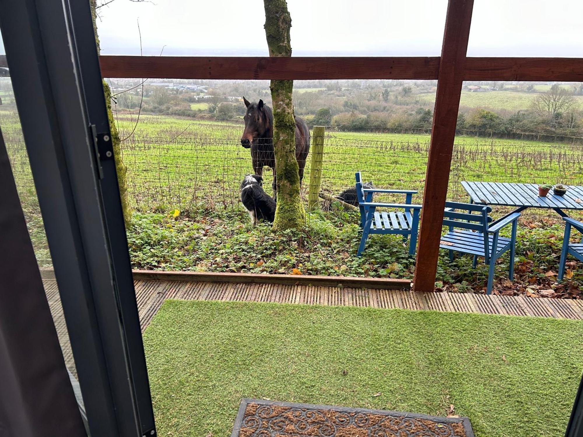 Sky Gazer Cabin In The Woods Dublin Buitenkant foto